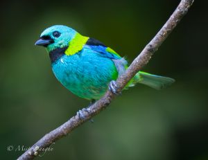 c76-tanager 3.jpg